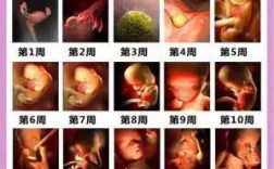 孕妇生长的过程图片（孕期生长过程）