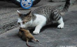 猫捉弄鼠的过程（猫捉老鼠的过程）