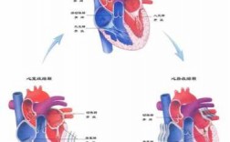简述心脏泵过程（简述心脏的泵血过程有哪些阶段）