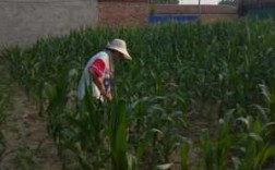 玉米的除草过程（玉米的除草过程视频）