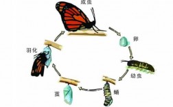 蝴蝶变化过程图片（蝴蝶变化过程图片大全）