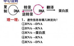 DNA翻译的过程图示（dna翻译流程图）