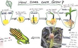 调查玉米生长过程（玉米生长过程文字叙述）