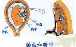 胎盘成熟过程（胎盘的成熟）