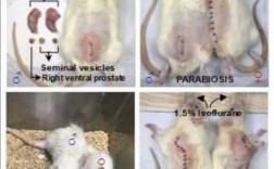 老鼠受精过程（老鼠一次受精能终身繁殖吗?）