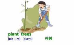 种树活动的过程（种树活动过程英语）