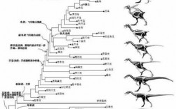 鸟类进化演变的过程（鸟类进化演变的过程图片）