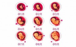 怀孕过程母体图（怀孕过程胎儿图 图解）