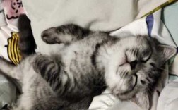 小猫睡觉的过程（小猫睡觉的样子视频）