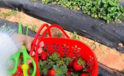 摘草莓过程（摘草莓过程图片）