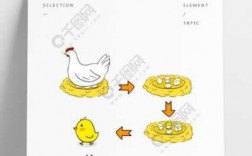 小鸡发展的过程图片（小鸡发展的过程图片大全）