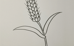 小麦过程画（小麦如何画?）