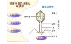 烈性噬菌体入侵过程（烈性噬菌体感染细菌后繁殖特征）