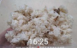 米饭腐坏过程日记（腐烂的米饭含有什么细菌）