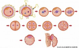 移植囊胚过程（移植囊胚过程图片）