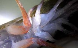 海虾繁殖过程（海虾繁殖过程图片）