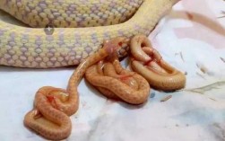蟒蛇生产过程（蟒蛇是怎么生宝宝的）