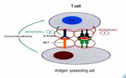 效应T细胞活化过程（t细胞活化后效应细胞的种类）