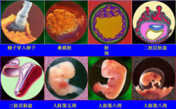 人体胚胎孕育过程视频（人体胚胎孕育过程视频教程）