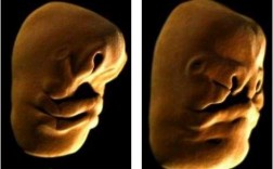 胎儿发育过程中央电视（胎儿发育纪录片）