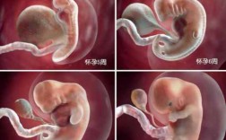 胎儿的生长过程视频（胎儿的生长发育过程视频）