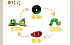 蝴蝶产卵的过程图片（蝴蝶产卵的高峰期）