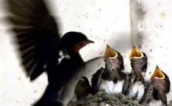 燕子哺育喂食过程（燕子哺育雏燕）
