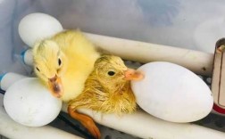 小鸭孵化过程图片（小鸭孵化的周期是多久）