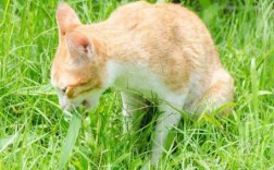猫吃草的过程（猫吃草预示着什么现象）