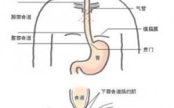 人体口腔的进食过程（人体口腔食道结构图）