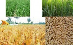 小麦成长种植过程（小麦种植的六个过程）