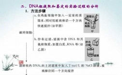 提取dna的实验过程（提取dna的实验步骤主要步骤的目的）