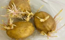 土豆发芽的过程图片（土豆发芽过程图片及记录）