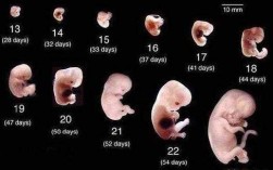 怀孕八周胎儿发育过程（怀孕八周胎儿发育过程图）
