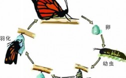 蝴蝶的进化过程（蝴蝶的进化过程图片简笔画）