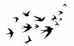 燕子学飞过程（燕子的飞行技术）