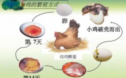 母鸡孵鸡蛋过程（母鸡孵鸡蛋过程图片）