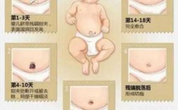 新生儿脐带脱落过程图（新生儿脐带脱落过程图解）