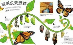 孵化蝴蝶的过程（孵化蝴蝶的过程图片）