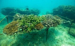 珊瑚保育过程（珊瑚保育过程图片）