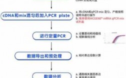 常规PCR技术过程（常规pcr程序步骤是什么）