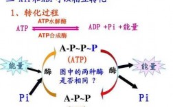 简述atp合成过程（atp的详细合成过程）