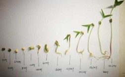 种绿豆过程图（种绿豆过程图画）
