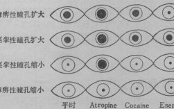 瞳孔的变化过程（瞳孔的变化过程图片）