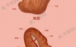 人的脾脏发育过程（人体脾脏形状）