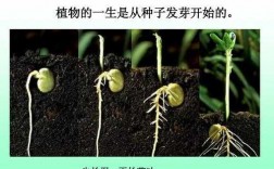 植物韵律种子发芽过程（植物种子的发芽过程）