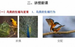鸟尖繁殖过程（鸟繁殖的六个步骤）
