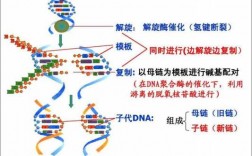 DNA修复过程（DNA修复过程中需要DNA聚合酶 DNA连接酶共同参与）