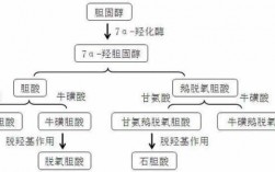 胆汁酸肠肝循环过程（胆汁酸的肠肝循环主要过程和生理意义）
