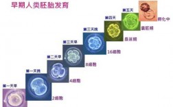 描写胚胎发育过程（胚胎发育过程文字简写）